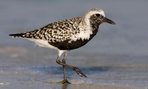 Birdwatch: in spring, the unshowy grey plover undergoes a transformation