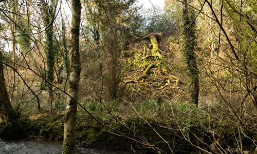 Country diary: The terrible noise of an oak falling upside down | Derek Niemann