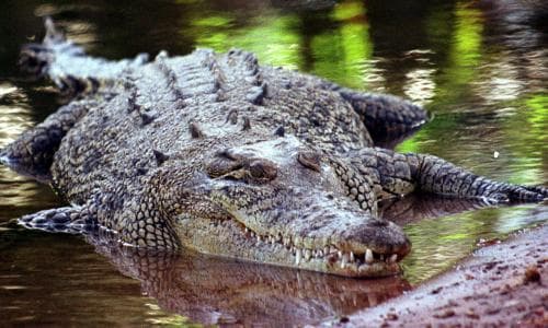 Northern Territory’s growing saltwater crocodile population gorging on nine times more prey than 50 years ago