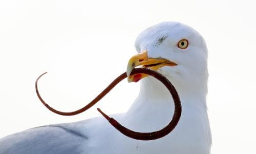 From profiteroles to moles: project uncovers gulls’ surprising diet